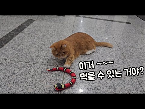 사냥 본능이 없는 먼치킨고양이~^^: a munchkin cat with no hunting instinct~^^: #먼치킨고양이 #뱀 #munchkin #snake