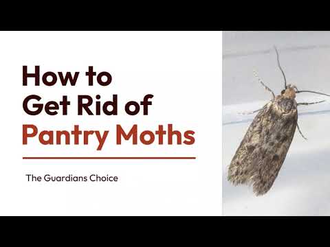 Pantry Moth Infestation? Learn How to Get Rid of Pantry Moths for Good | The Guardian's Choice