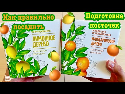 Набор для выращивания Лимонное 🍋и Мандариновое🍊дерево🌳Как правильно подготовить косточки?!🪴Посадка!