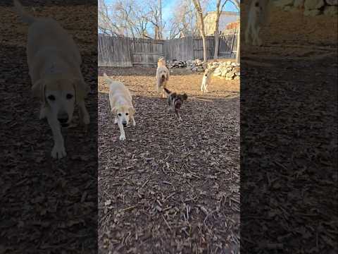 Practice with Friends 🐶  Moby Lab puppy and friends!