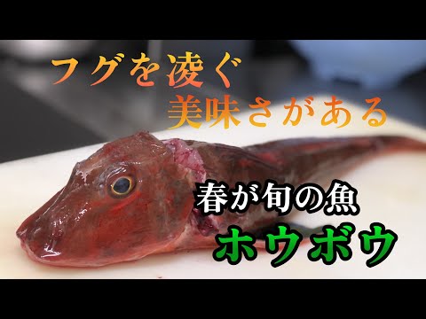 【河豚超え】これが旬を迎えた力のある魚　運悪く脂がないホウボウが届いたがフグを凌ぐ味になりました