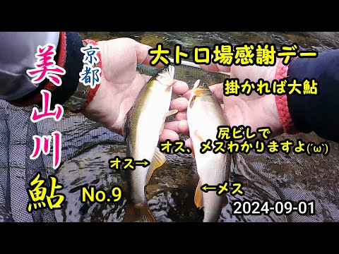 2024-09-01 京都 美山川  アユ友釣り調査！No,9