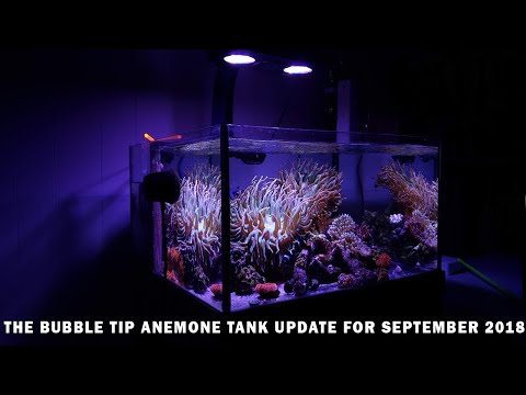 It Finally Split!!! The BTA Tank update for Sept 2018!