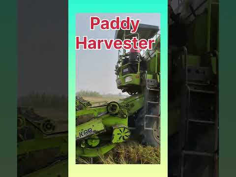 Paddy harvester