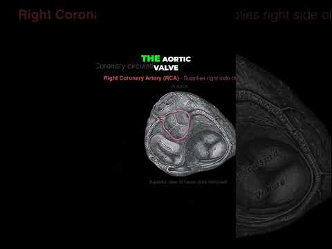 Surprise The RCA supplies the Right Side #shorts  #anotomy #doctor #anatomy #heart #coronaryartery