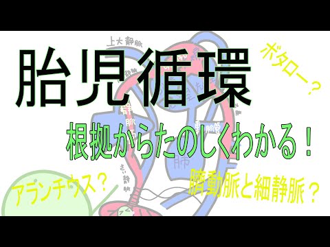 看護学生向け【胎児循環】とは？わかりやすく解説！