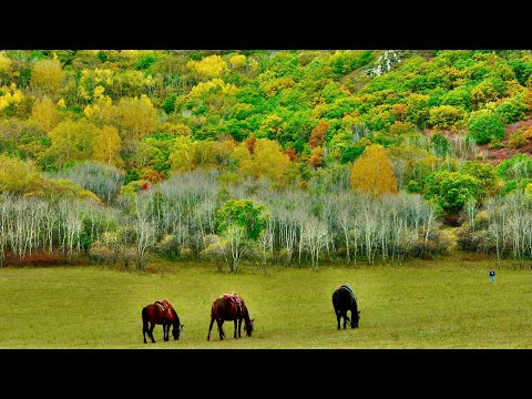 摄影风光与音乐、养眼静心/秋天的塞罕壩Photography Scenery Music Video/Saihan Dam in Autumn