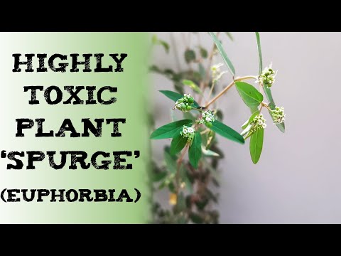 Highly toxic plant 'Spurge' (Euphorbia) 大戟 छोटी दुद्धी Молочай Euforbio wolfsmilch giftig