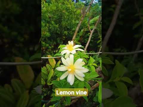 Lemon Vine #lemonvine #ediblegardening #smellsgood