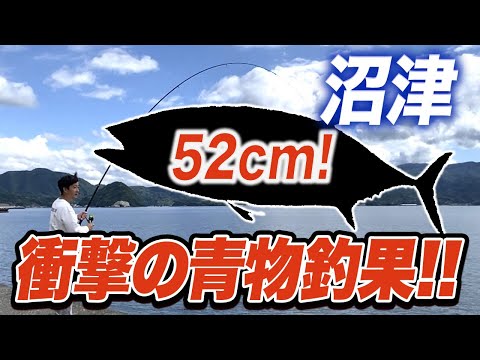 【沼津カゴ釣り】衝撃青物釣果！コシナガマグロを釣った堤防で今度は…！