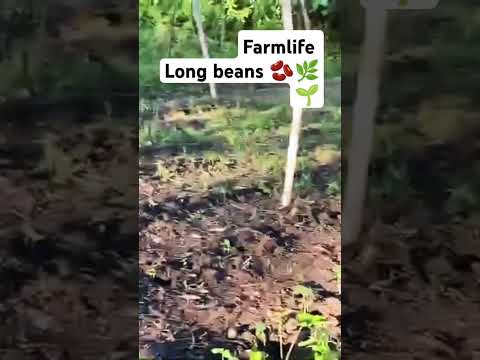 Farmlife :) #longbeans #provincelife #naturelovers #shorts