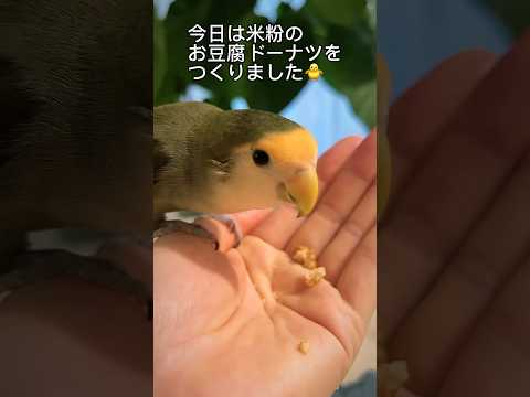 【#コザクラインコ と3時のおやつタイム🍩】#shorts #short #インコ #lovebird #birds #lovebirds #birdlover #米粉スイーツ #グルテンフリー