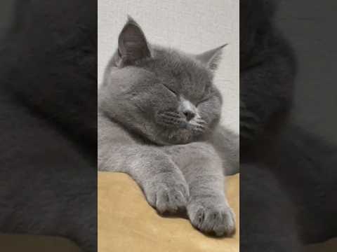 その体制で寝る！？ありえんほど動かない猫　#猫 #猫動画 #猫のいる生活 #猫のいる暮らし