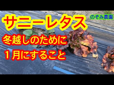 【サニーレタス】大きくするために、この１月中にするべきこととは？