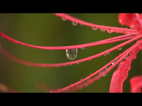 雨の彼岸花