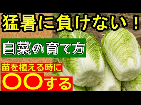 【初心者向け】夏の白菜 植え方を完全ガイド ！