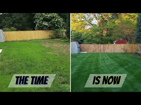 How To For A Successful Lawn Renovation