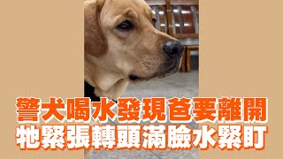 警犬喝水發現爸要離開　牠緊張轉頭滿臉水緊盯｜寵物動物｜黏人｜狗狗