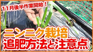 家庭菜園や農園でニンニクを大きく育てる追肥のやり方！追肥の時期やニンニク栽培の注意点を徹底解説！【農園ライフ】