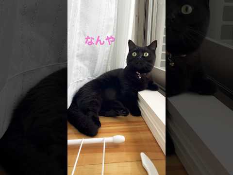 台風が心配で外の様子をみている黒猫　#shorts #黒猫 #cat