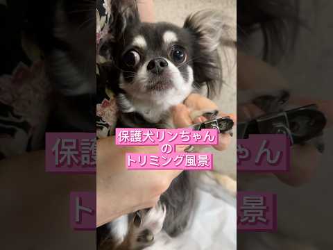 【保護犬日記Vol.5】恒例のトリミング風景！リンちゃんには悪けど、可愛いよ❤️