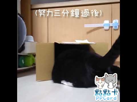 卡卡大戰紙箱 鑽的進去嗎?🐱#cats #點點卡 #貓  #catlover #catlife #shorts