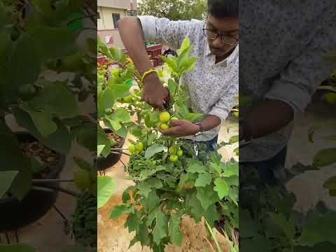 First harvest of Thai lemon 🍋