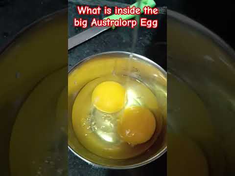 What Is Inside The Big Australorp Egg #desipoultryfarming #chicken #freerangepoultry