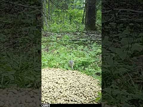 Squirrel chews up peanut shell in SECONDS!! Listen to that CRUNCH! #trailcamera #wildlife #asmr