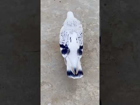 Fancy pigeon  😍 #pigeon #kabootar #trending #shorts #foryou