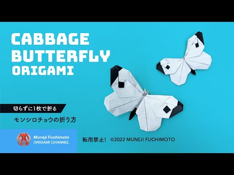 「折り紙」モンシロチョウ（cabbage butterfly）の折り方