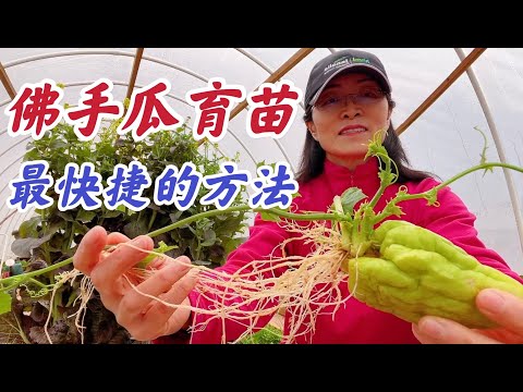 佛手瓜育苗最快捷方法-水草育苗。点击CC观看字幕 #家庭有机种植