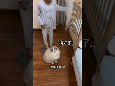 我家猫带娃睡觉已经成为习惯了… #布偶猫 #猫和孩子