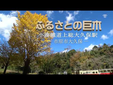 【千葉県市原市】空から見た巨木の映像「ふるさとの巨木」～上総大久保駅～