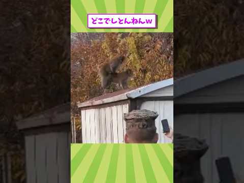 動物の面白かわいい動画見て癒されたら寝ろwww　#2ch動物スレ #動物 #猿 #shorts #2ch