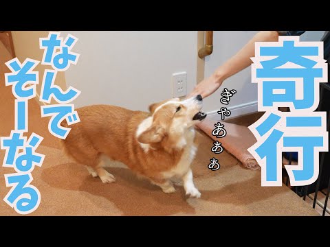 大好きな長男とお別れする時はなぜかこうなるコーギー犬