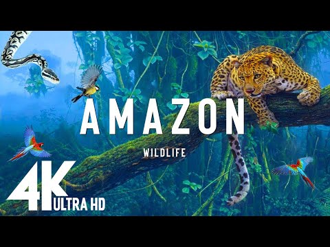 Amazon 4k - The World’s Largest Tropical Rainforest | Jungle Sounds | Scenic Relaxation Film