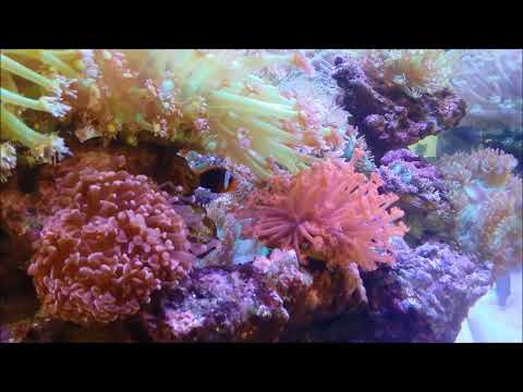 支狀榔頭珊瑚，單苞珊瑚和三色紅小丑Hammer Coral, Flowerpot Coral & Red and black anemonfish