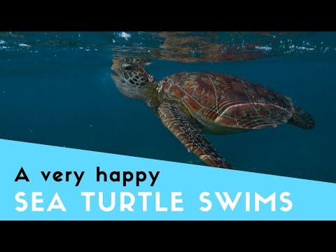 Happy Turtle