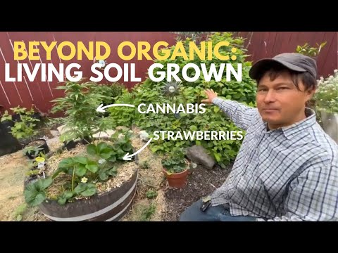 Level Up Your Gardening: Grow Cannabis & Vegetables in Living Soil