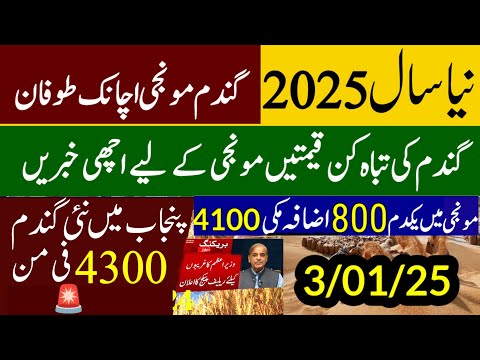 Munji rates 2024 /Gundam rate 2025 /Makki /Wheat Support Price 2025 گندم کی امدادی قیمت فائنل اعلان/