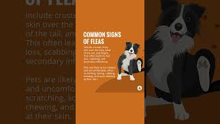 Fleas in Pets | Merck Veterinary Manual