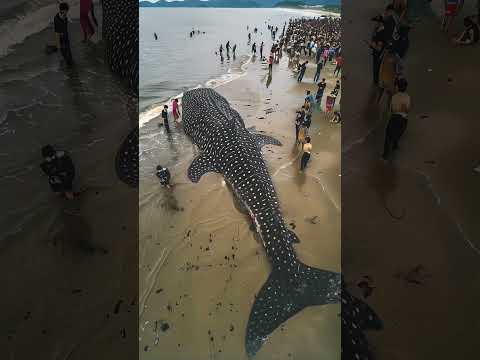 Whale Rip in heaven #oceanwildlife #snake