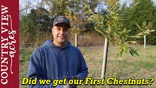 Five years growing Chestnut trees from Seed.   We just got our First Chestnut Burrs.