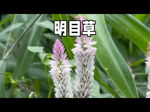 青葙子：中药材园艺观赏一物多用