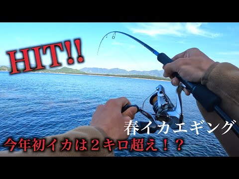 『春イカエギング』でかぁぁ！！！2キロ越えのイカが釣れた！？