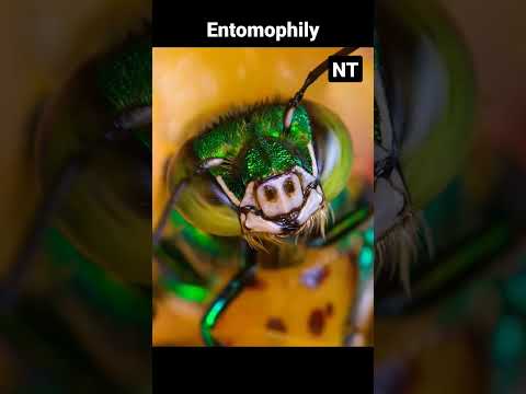 Entomophily : Pollination of flowers with the help of insects #viral #biology #shorts #plants