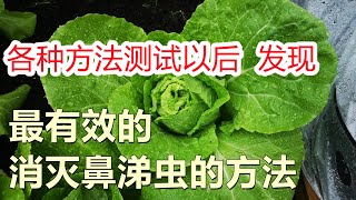 最有效的消灭鼻涕虫蜗牛的2个方法 The most effective way to kill slugs/snails