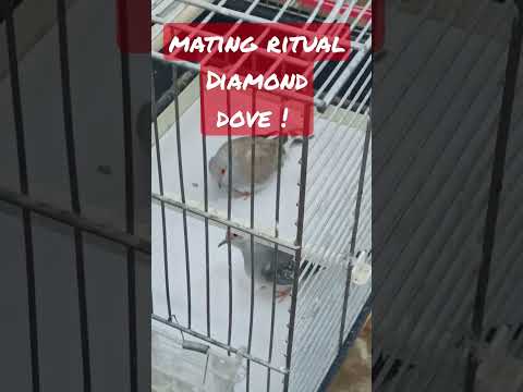 Mating ritual at Diamond Dove