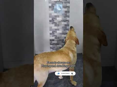 Labrador retriever dog puppy taking shower bath | Dog funny #Shorts Video | Chiku BhuBhu - Labrador